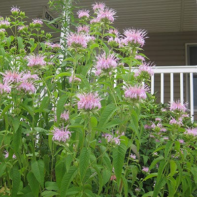 Bee Balm Seeds (Monarda) - Image 6