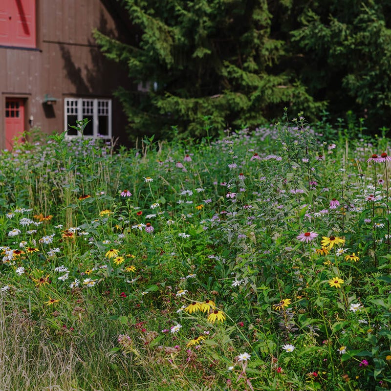 Native Northeast Wildflower Seed Mix - Image 4