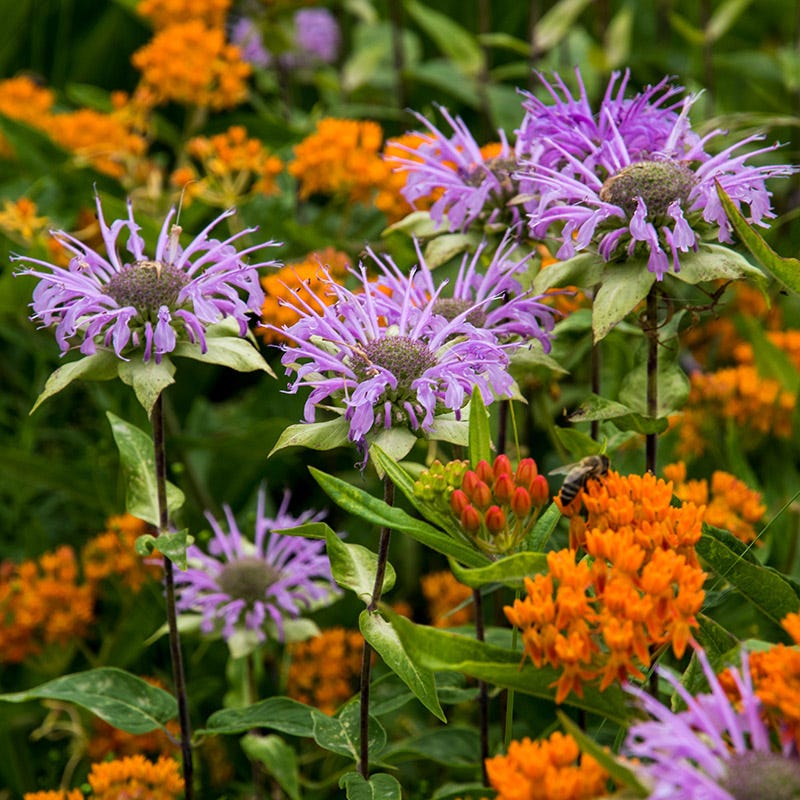 Native Northeast Wildflower Seed Mix - Image 5