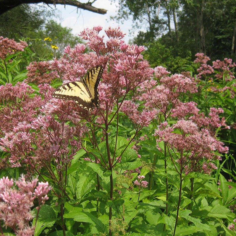 Native Northeast Wildflower Seed Mix - Image 6