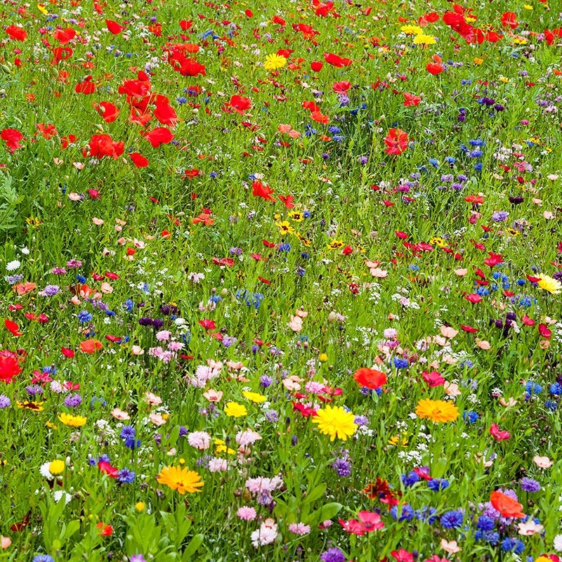 Northeast Wildflower Seed Mix - Image 2