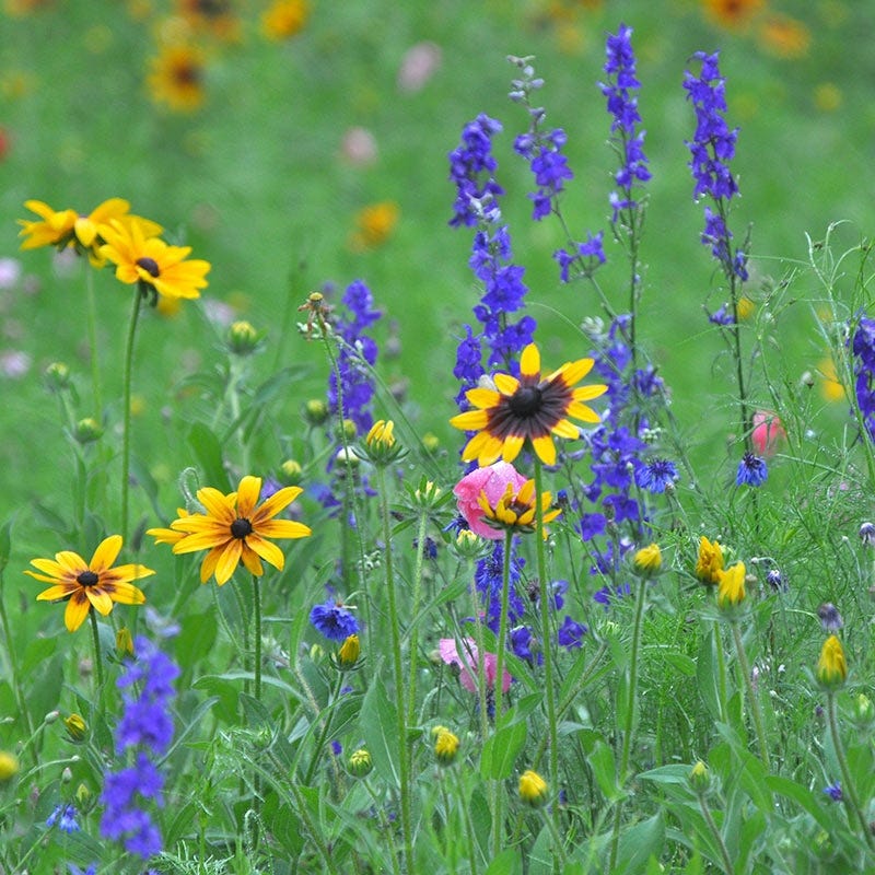 Northeast Wildflower Seed Mix - Image 3