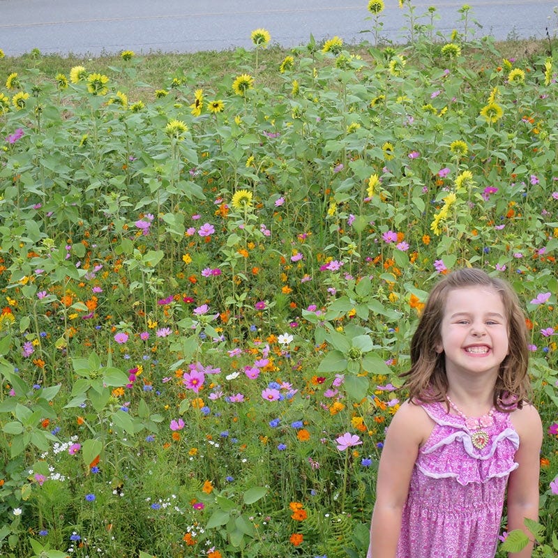 Northeast Wildflower Seed Mix - Image 4