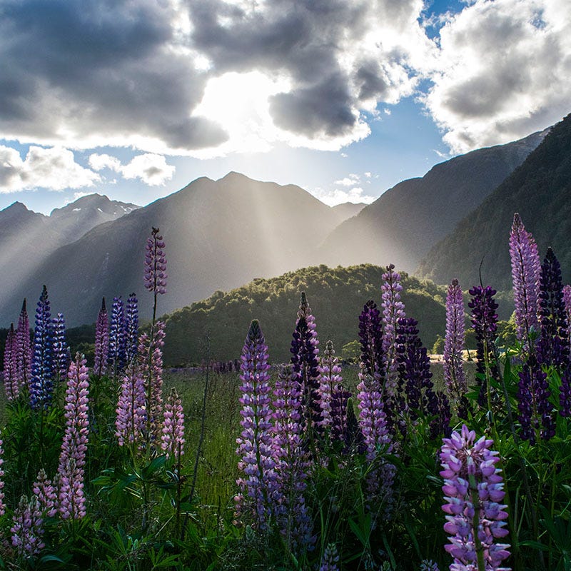 Native Pacific Northwest Wildflower Seed Mix - Image 7