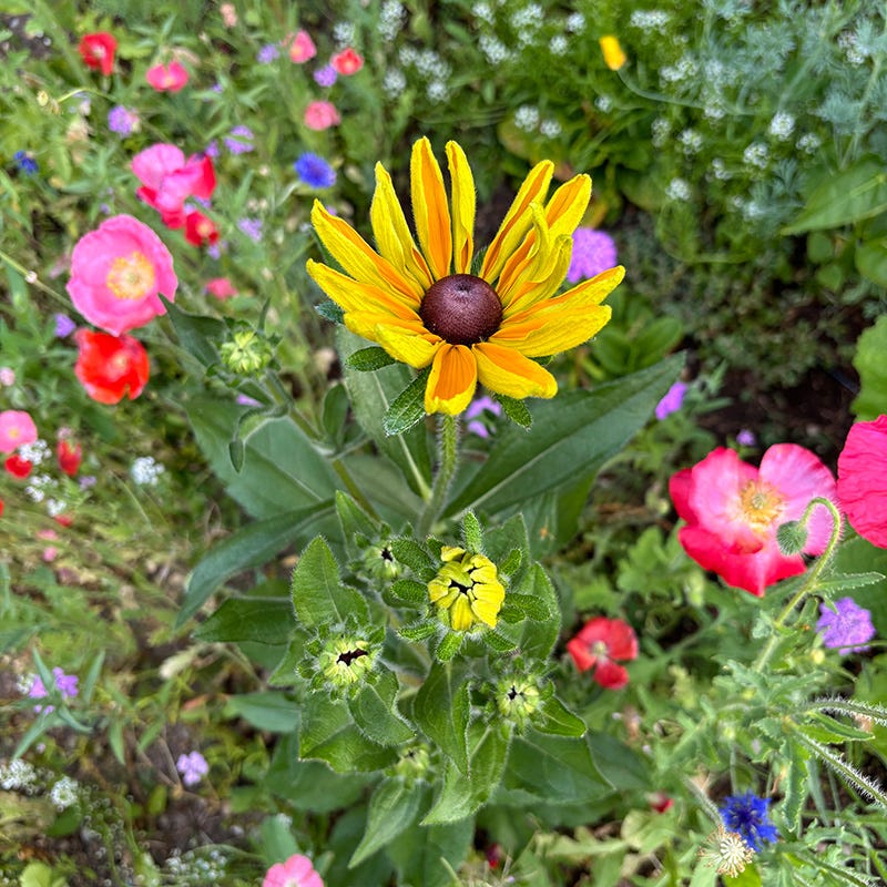 Pacific Northwest Wildflower Seed Mix - Image 3