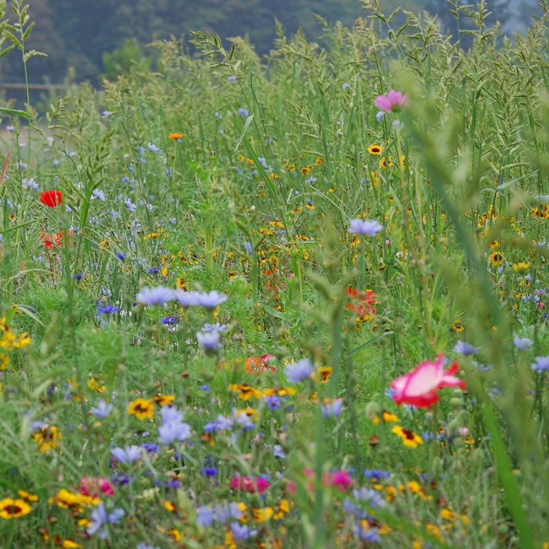 Pacific Northwest Wildflower Seed Mix - Image 6