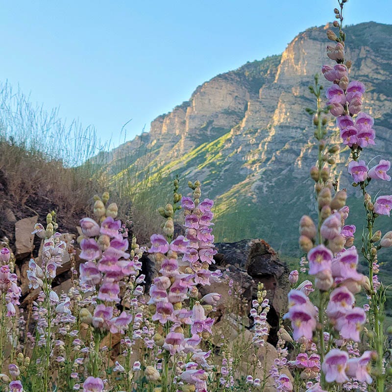 Palmer's Penstemon Seeds
