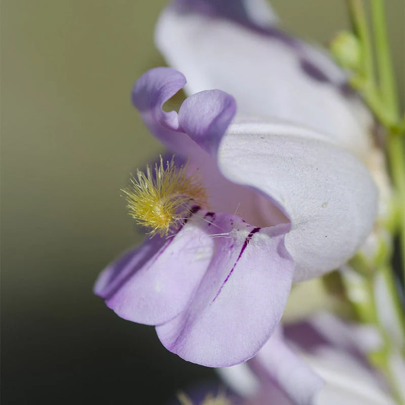 Palmer's Penstemon Seeds - Image 3