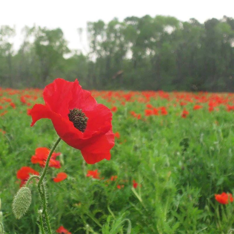 Red Poppy Seeds (Papaver) - Image 3