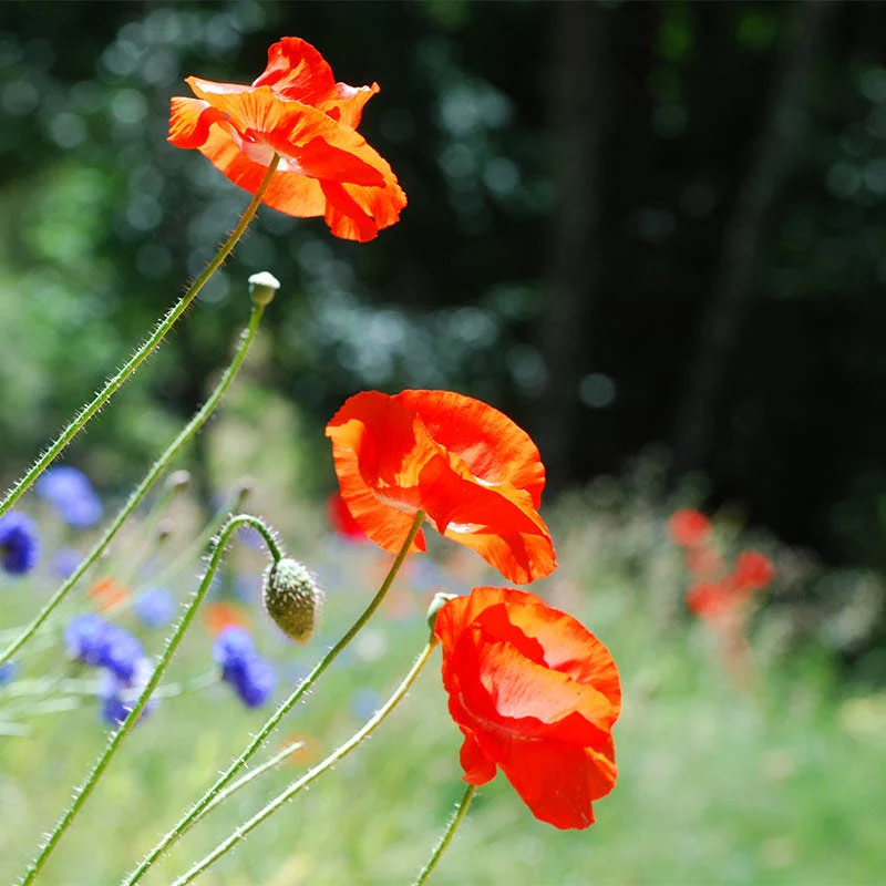 Red Poppy Seeds (Papaver) - Image 5