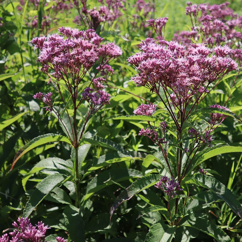 Native Partial Shade Wildflower Seed Mix - Image 4