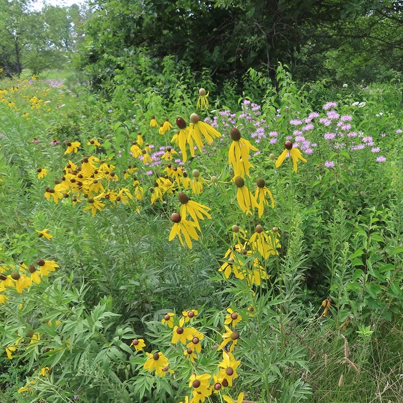 Native Partial Shade Wildflower Seed Mix - Image 9