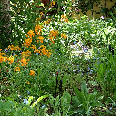 Partial Shade Wildflower Seed Mix - Image 5