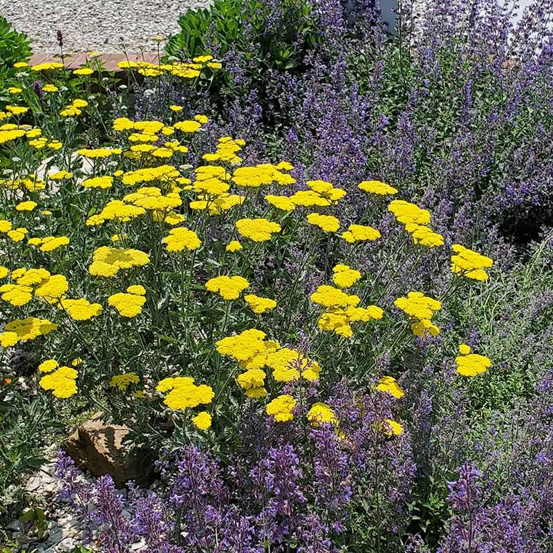 Moonshine Yarrow - Image 3