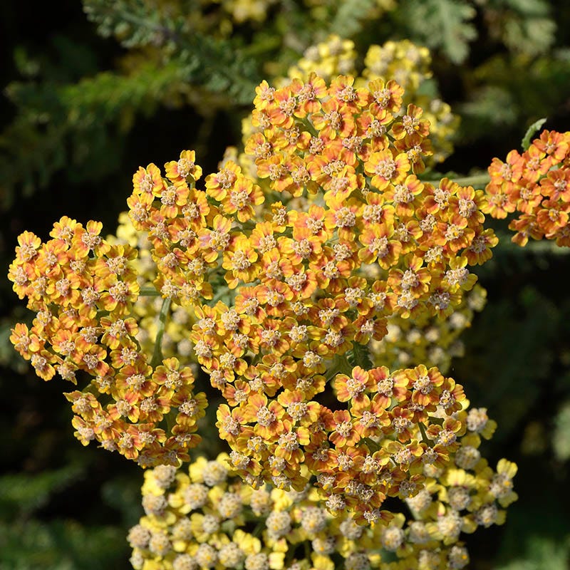 Featured Plants