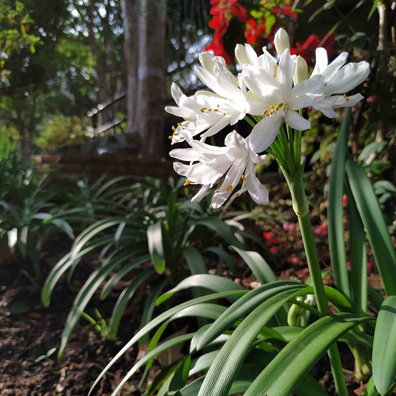 White Lily Of The Nile (Agapanthus) - Image 5