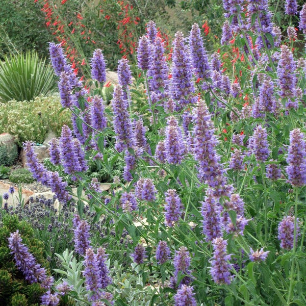 Blue Blazes Agastache - Image 2