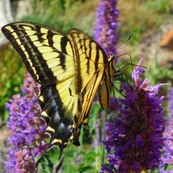 Blue Blazes Agastache - Image 3