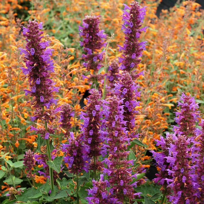 Blue Boa Agastache - Image 5