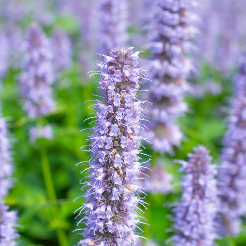 Blue Fortune Agastache - Image 5