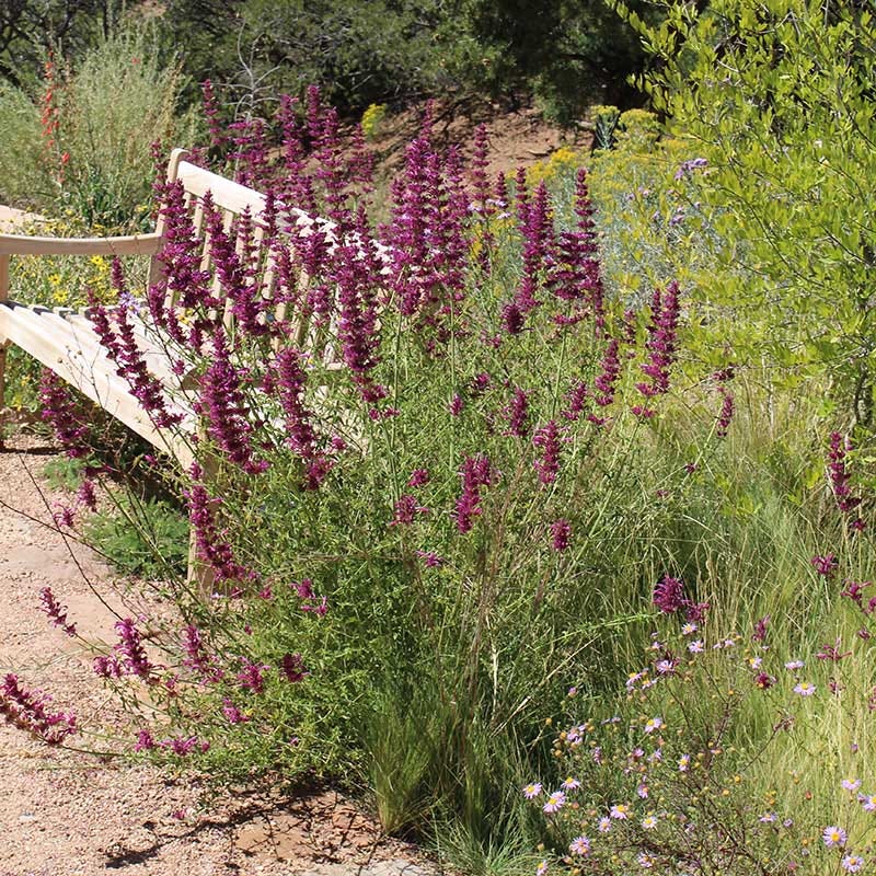 Agastache cana - Image 3