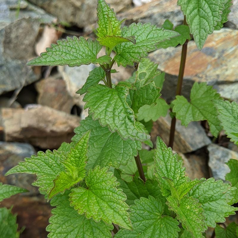 FlowerKisser® Arizona Snow Agastache - Image 2