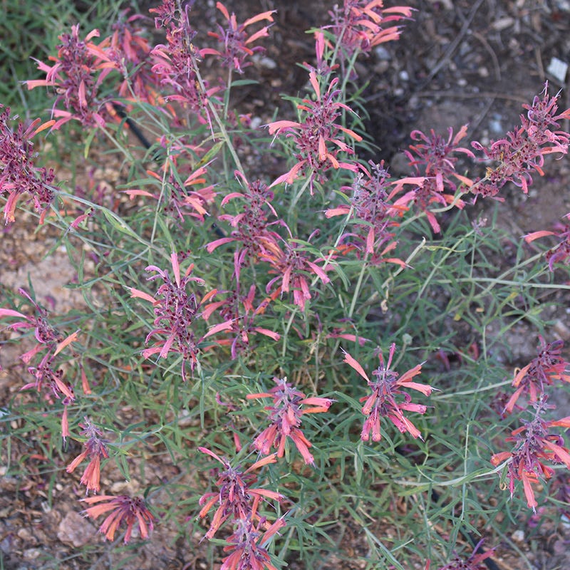 FlowerKisser® Silver Inferno Agastache - Image 6