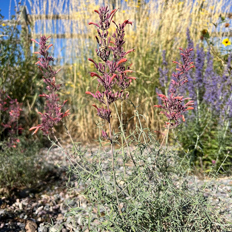 FlowerKisser® Silver Inferno Agastache - Image 7