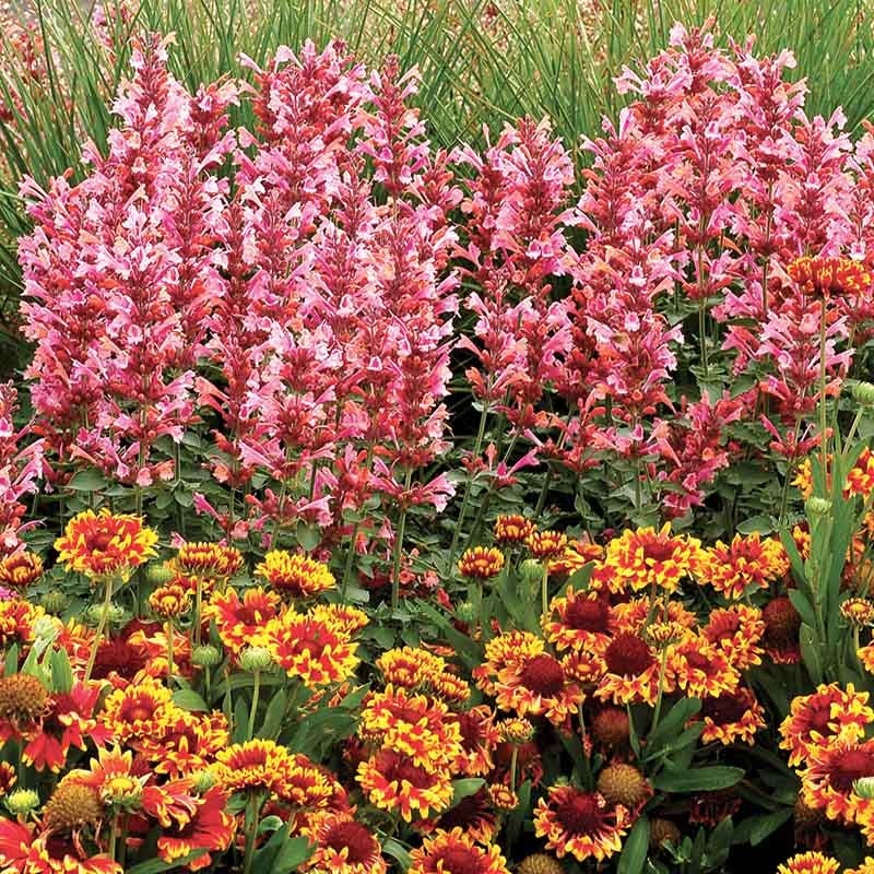 Kudos™ Ambrosia Agastache - Image 2