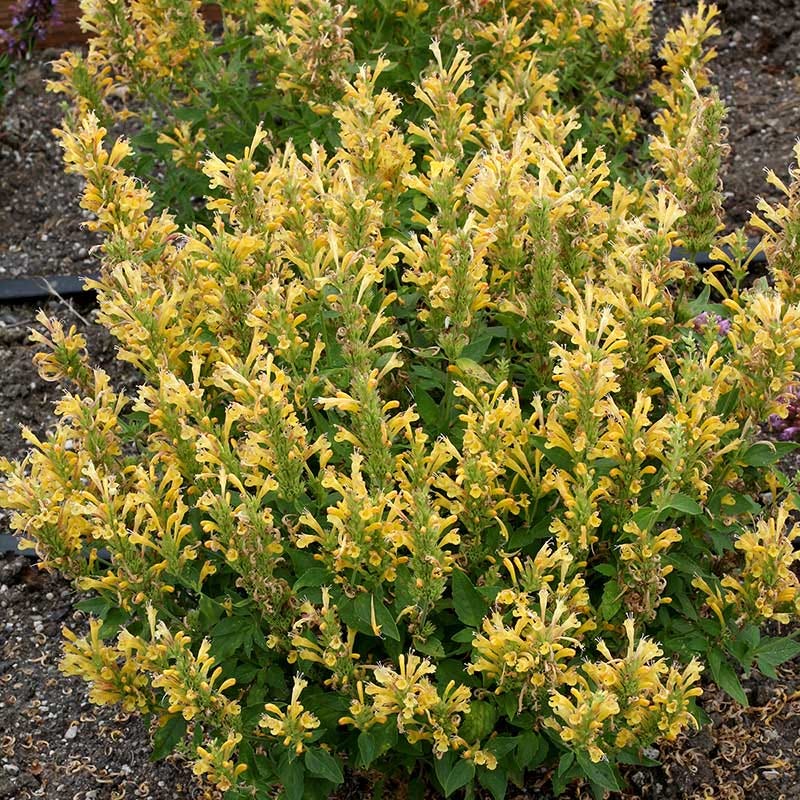 Poquito™ Butter Yellow Agastache
