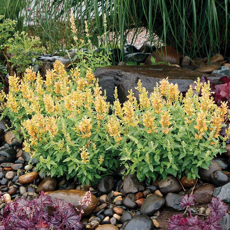 Poquito™ Butter Yellow Agastache - Image 2