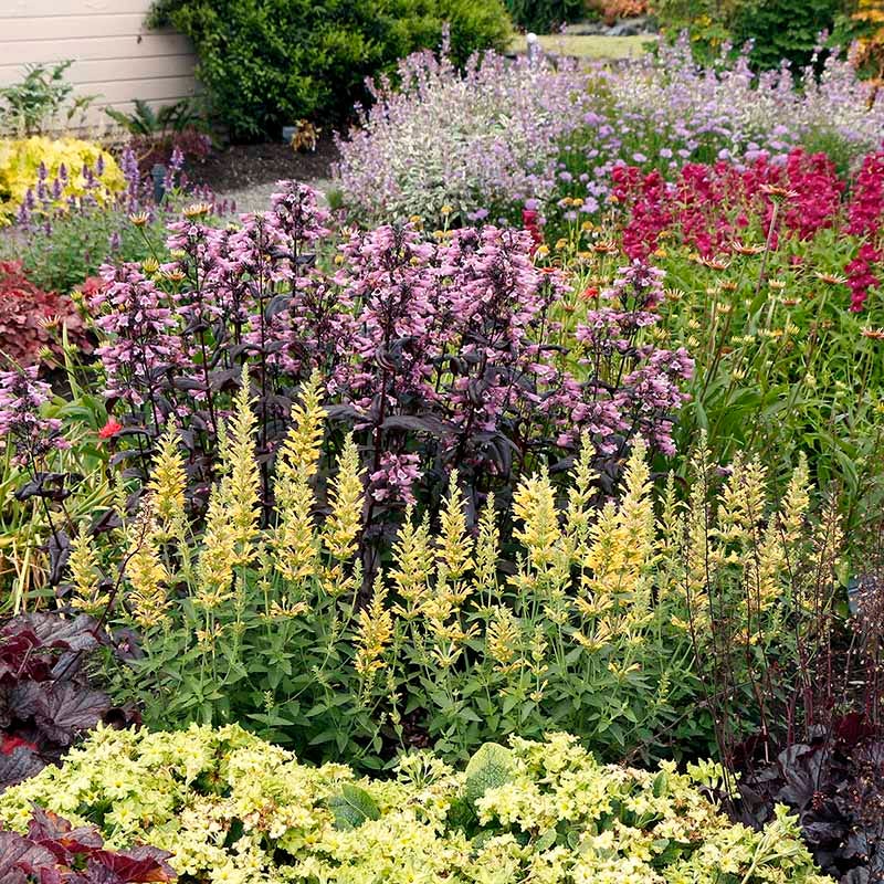 Poquito™ Butter Yellow Agastache - Image 3