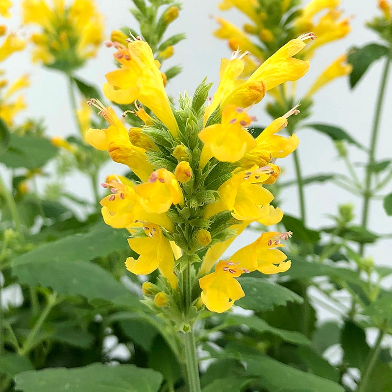 Poquito™ Butter Yellow Agastache - Image 4