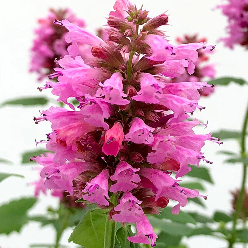 Poquito™ Lavender Agastache - Image 3