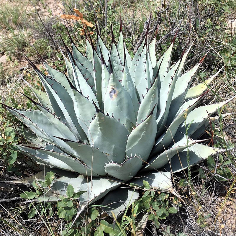 New Mexico Century Plant (Agave) - Image 2