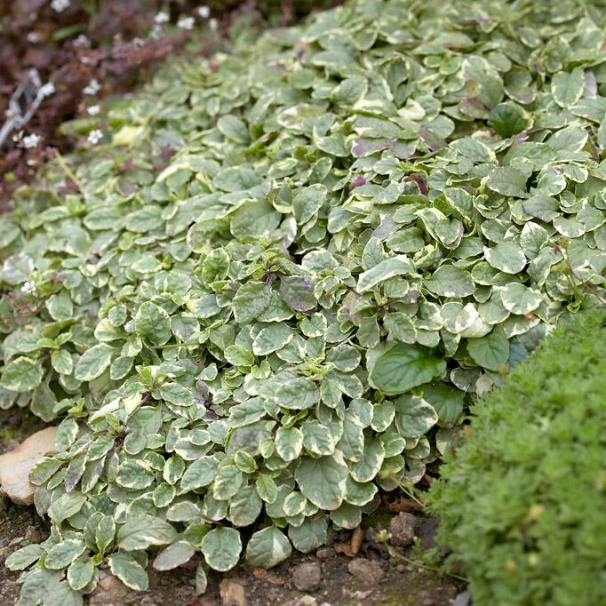 Silver Queen Ajuga - Image 2