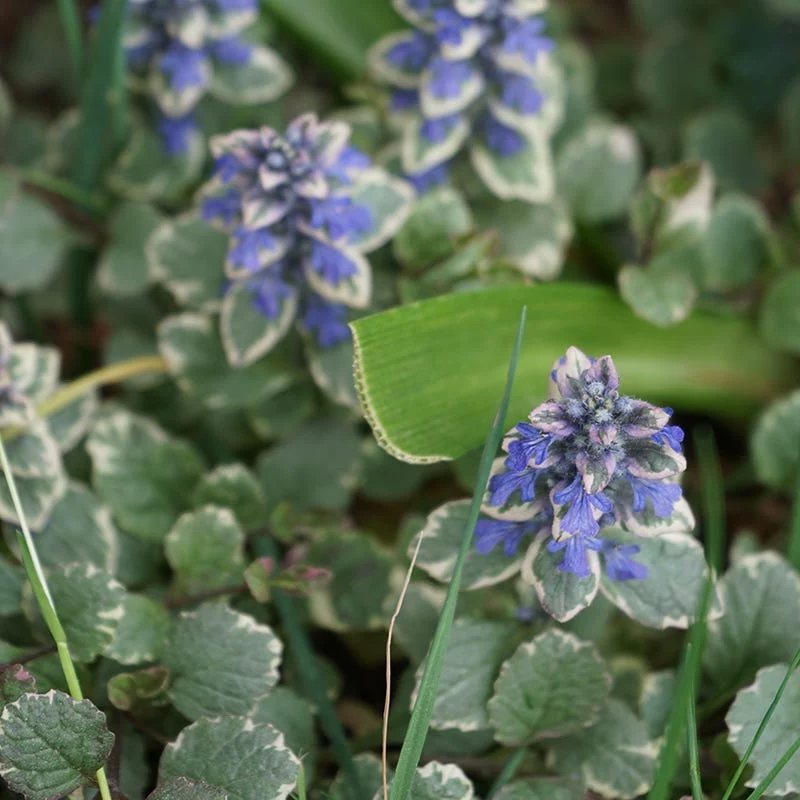Silver Queen Ajuga - Image 3
