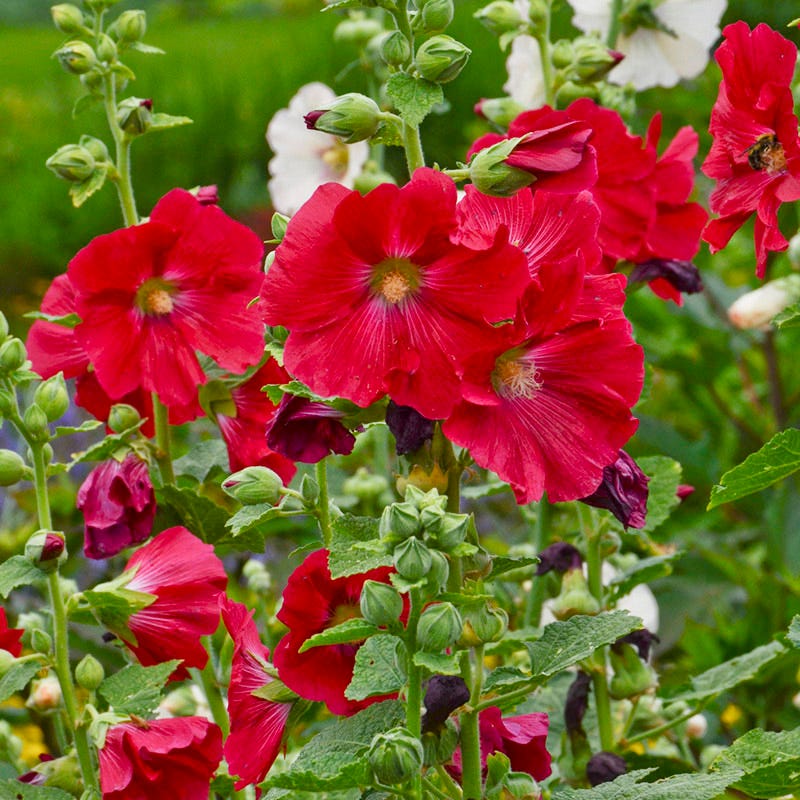 Most Popular Plants