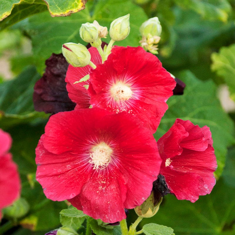 Mars Magic Single Hollyhock - Image 3