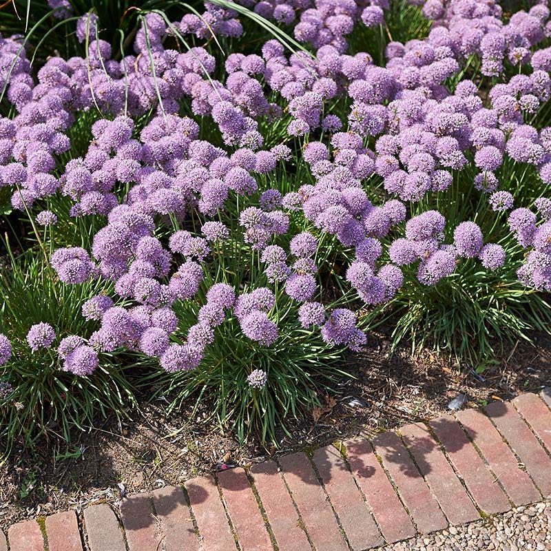 Blue Eddy Allium - Image 2