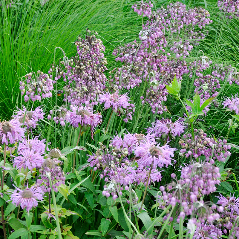 Nodding Onion (Allium) - Image 3