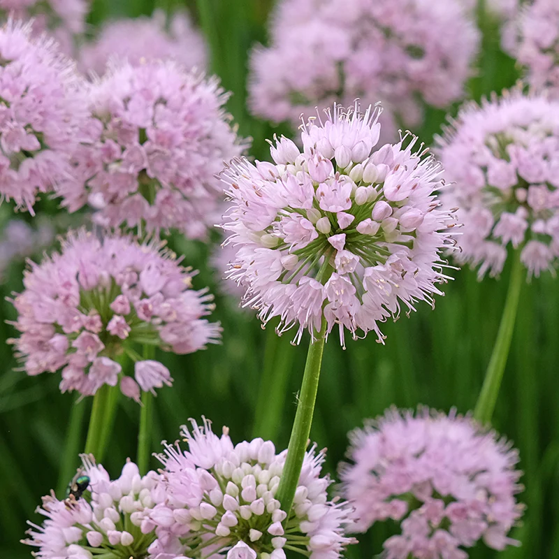 Summer Beauty Allium