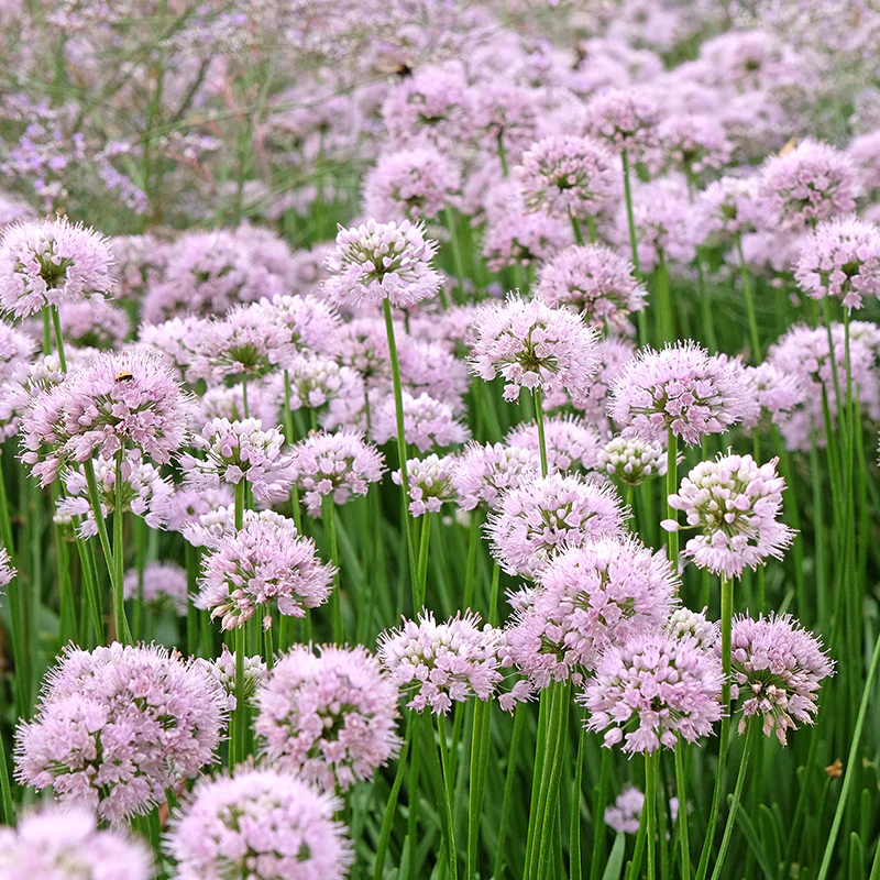 Summer Beauty Allium - Image 2