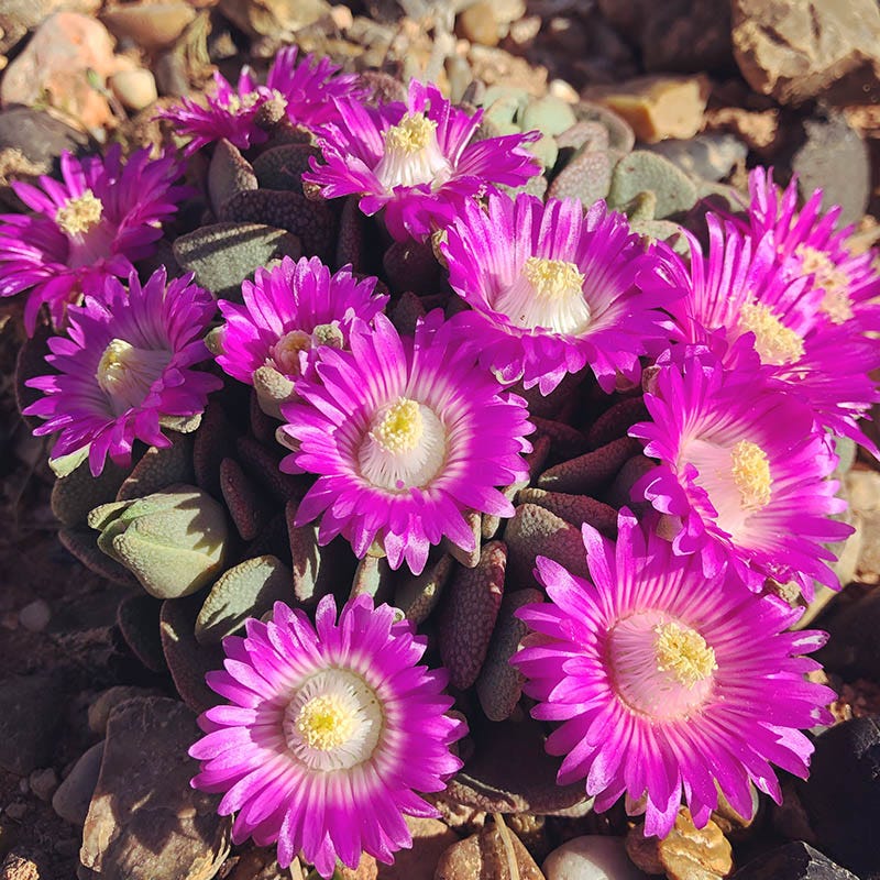 Hardy Living Stone (Aloinopsis) - Image 2