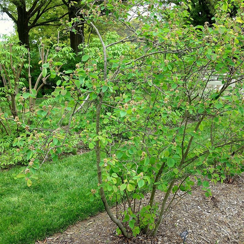 Regent Serviceberry (Amelanchier) - Image 2