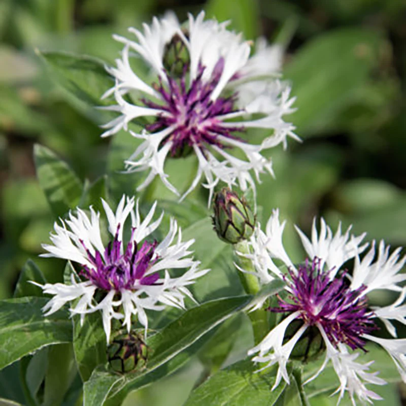 Amethyst in Snow Centaurea - Image 2