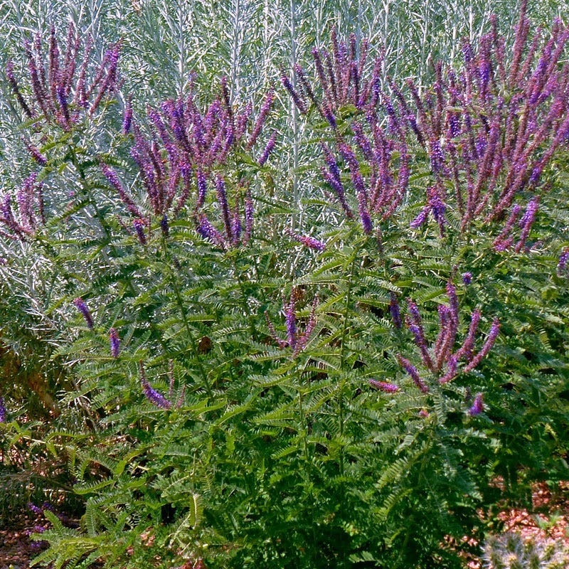 Leadplant (Amorpha) - Image 2