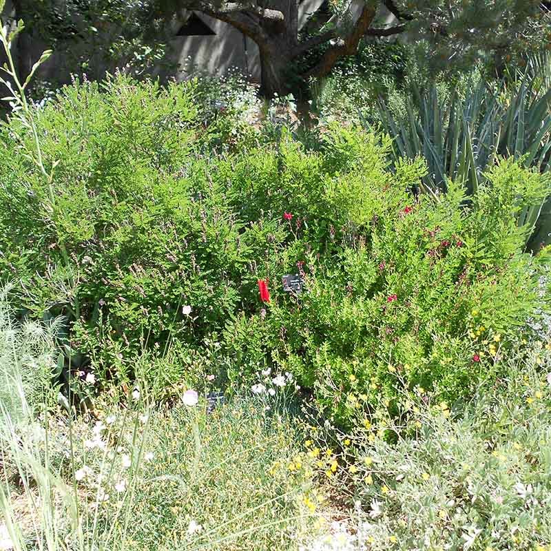 Dwarf Leadplant (Amorpha) - Image 4
