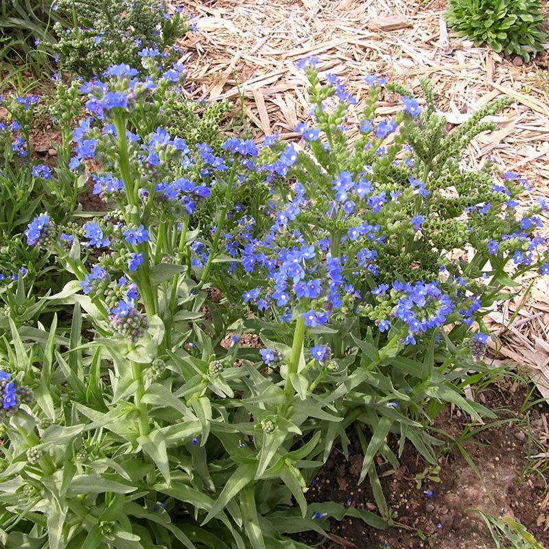 Cape Forget-Me-Not (Anchusa) - Image 3
