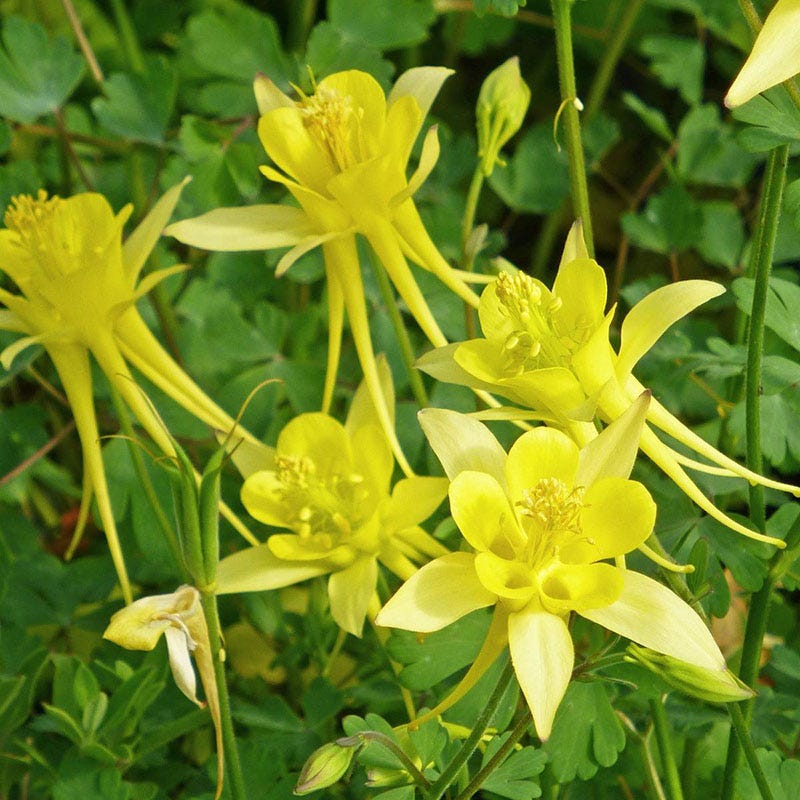 Columbine Collection - Image 5